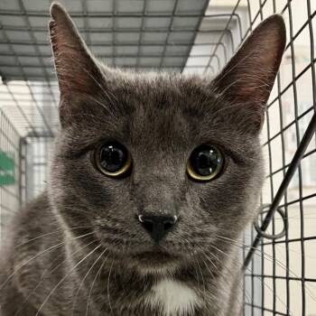 Domestic Short Hair Cats Available for Adoption in Las Cruces, New Mexico - 105777 | PetCurious