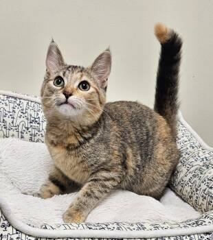 Lucie -  Domestic Short Hair Cat for Adoption in Fremont, Ohio - Lucie | PetCurious