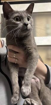 Domestic Short Hair Cats Available for Adoption - Julie | PetCurious