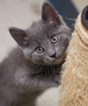 Elliot -  Domestic Short Hair Cat for Adoption in Verona, Wisconsin - Elliot | PetCurious
