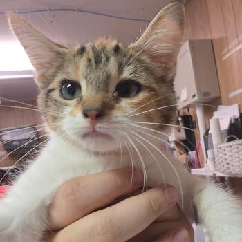 Layla -  Domestic Short Hair Cat for Adoption in Leander, Texas - Layla | PetCurious