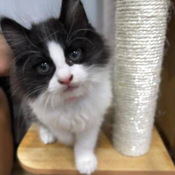 Sandy -  Domestic Long Hair Cat for Adoption in Normal, Illinois - Sandy | PetCurious