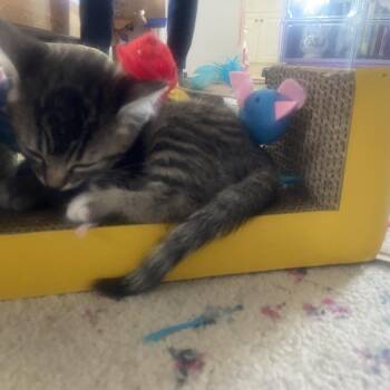 Domestic Short Hair Cats Available for Adoption in Tustin, California - Marzipan | PetCurious