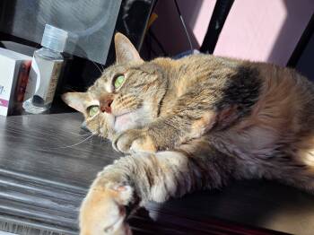 Torbie and Tabby Cats Available for Adoption - Cairo | PetCurious