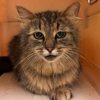 Domestic Long Hair Cats Available for Adoption in Lynchburg, Virginia - Holly | PetCurious