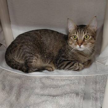 BARNEY -  Domestic Short Hair Cat for Adoption - BARNEY | PetCurious