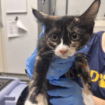 Aerial -  Domestic Short Hair Cat for Adoption in Summerville, South Carolina - Aerial | PetCurious