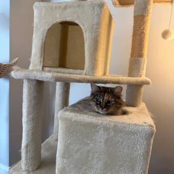 Abby -  Maine Coon and Domestic Short Hair Cat for Adoption in La Grange, Kentucky - Abby | PetCurious