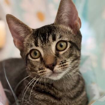 Rescue Domestic Short Hair Cats for Adoption in Fort Lauderdale, Florida - Cowboy | PetCurious