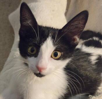 CagneyH -  Tuxedo and Domestic Short Hair Cat for Adoption in North Highlands, California - CagneyH | PetCurious