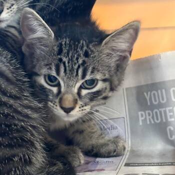 Ravioli -  Domestic Short Hair Cat for Adoption in Montgomery, Alabama - Ravioli | PetCurious