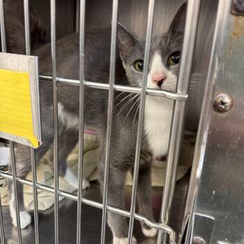Mouse -  Domestic Short Hair Cat for Adoption in Port Charlotte, Florida - Mouse | PetCurious