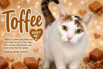 Toffee (FCID# 05/18/2026 - 22 Trainer) -  Calico and Tabby Cat Available for Adoption in Greenville, Delaware - Toffee (FCID# 05/18/2026 - 22 Trainer) | PetCurious