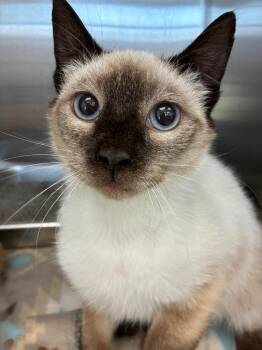 Fleetwood -  Siamese Cat Available for Adoption in Hartsville, South Carolina - Fleetwood | PetCurious