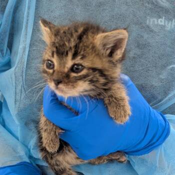 Apple -  Domestic Short Hair Cat for Adoption in Indianapolis, Indiana - Apple | PetCurious