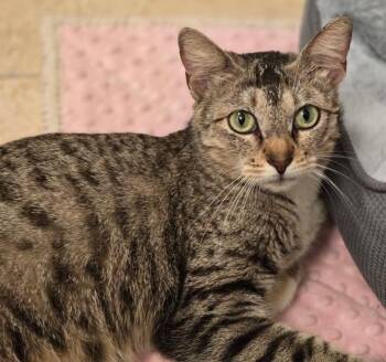 Domestic Short Hair Cats Available for Adoption in Magnolia, Texas - Stardust | PetCurious