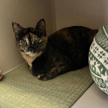 Mia -  Domestic Short Hair Cat for Adoption in Durango, Colorado - Mia | PetCurious