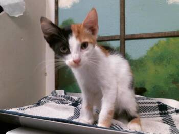 SUZY -  Domestic Short Hair Cat for Adoption in Houston, Texas - SUZY | PetCurious