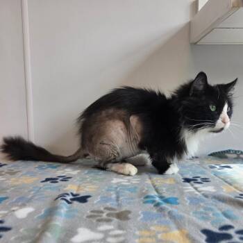 Tutant Meenage Neetle Teetle -  Domestic Medium Hair Cat for Adoption in Fort Wayne, Indiana - Tutant Meenage Neetle Teetle | PetCurious