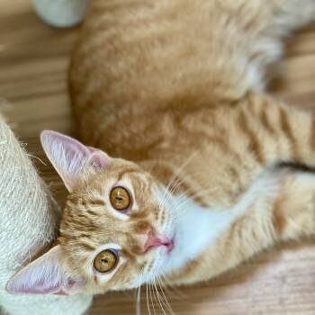 Rescue Domestic Short Hair Cats for Adoption in Los Angeles, California - Billy | PetCurious