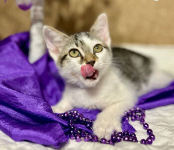 Rescue Domestic Medium Hair Cats for Adoption in Groveland, Massachusetts - Junebug | PetCurious