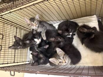DAIN -  Domestic Short Hair Cat for Adoption in Tustin, California - DAIN | PetCurious