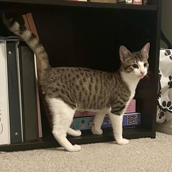 Twirl -  Domestic Short Hair Cat for Adoption in Houston, Texas - Twirl | PetCurious