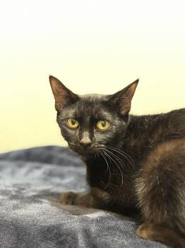 Domestic Short Hair Cats Available for Adoption - Chonks | PetCurious