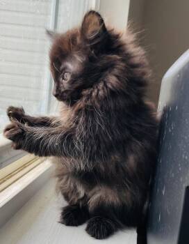 Domestic Long Hair Cats Available for Adoption in Salisbury, North Carolina - Harmony | PetCurious