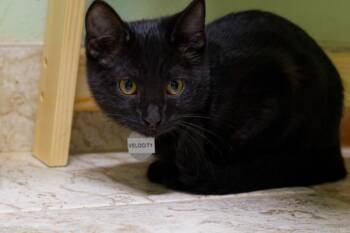 Velocity -  American Bobtail Cat for Adoption in Hot Springs, Arkansas - Velocity | PetCurious