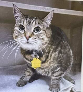 Rescue Domestic Short Hair Cats for Adoption in Ogden, Utah - Tessa | PetCurious