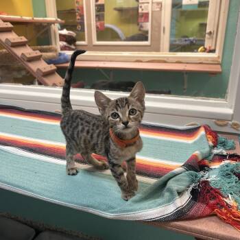 J-Hope aka Guava -  Domestic Short Hair Cat for Adoption in Fresno, California - J-Hope Aka Guava | PetCurious