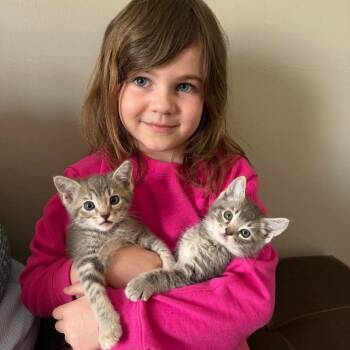 Domestic Short Hair Cats Available for Adoption in Jarrettsville, Maryland - Lucky Charms | PetCurious