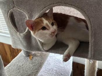 Domestic Short Hair Cats Available for Adoption in Rutherfordton, North Carolina - Ralphie (Courtesy Post) | PetCurious