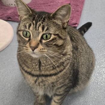 Tabby Cats Available for Adoption in Huntington, New York - Nicole | PetCurious