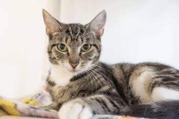 Ethel -  Domestic Short Hair Cat for Adoption in Boise, Idaho - Ethel | PetCurious