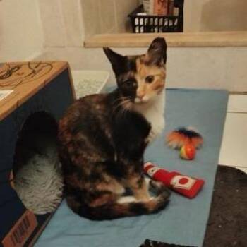 Genevieve -  Domestic Short Hair Cat for Adoption in West Palm Beach, Florida - Genevieve | PetCurious