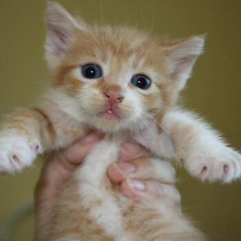 Domestic Short Hair Cats Available for Adoption in Washington, District Of Columbia - Princess Bride Litter- Sawyer | PetCurious