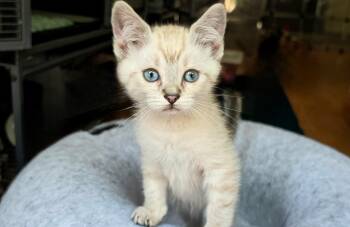 Kai -  Siamese and Domestic Short Hair Cat for Adoption in Pendleton, Oregon - Kai | PetCurious
