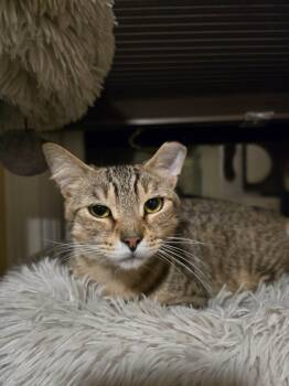 Rescue Domestic Short Hair Cats for Adoption in Enfield, Connecticut - Monkey | PetCurious