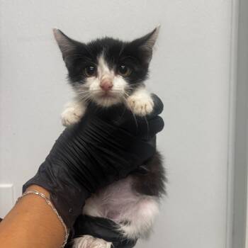 Baker -  Domestic Short Hair Cat for Adoption in Abilene, Texas - Baker | PetCurious