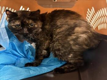 JAZZ -  Domestic Short Hair Cat for Adoption in Woodland, California - JAZZ | PetCurious