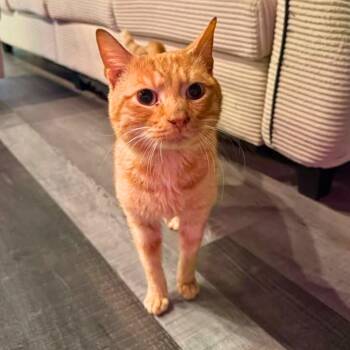 Domestic Short Hair Cats Available for Adoption in Jefferson City, Tennessee - Shamrock | PetCurious