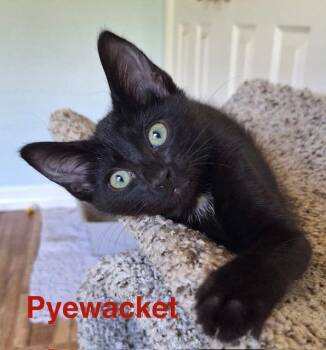 Pyewacket -  Domestic Short Hair Cat for Adoption in Zimmerman, Minnesota - Pyewacket | PetCurious