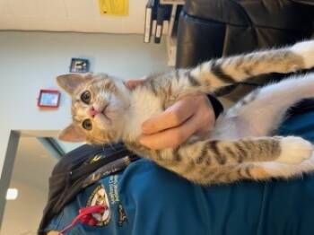 Rescue Domestic Short Hair Cats for Adoption in Stafford, Virginia - Sugar | PetCurious