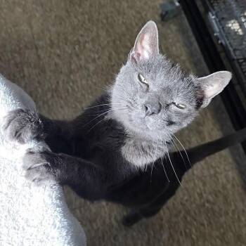 Domestic Short Hair Cats Available for Adoption - Kevin Bacon | PetCurious