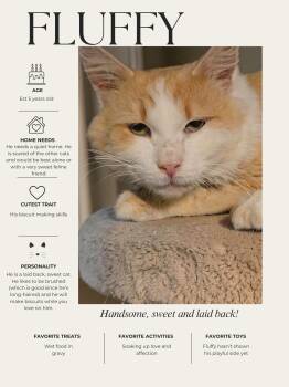 Fluffy -  Domestic Long Hair Cat for Adoption in Kenhorst, Pennsylvania - Fluffy | PetCurious