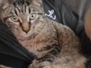 Domestic Medium Hair Cats Available for Adoption in Dallas, Texas - Hopscotch 0446 | PetCurious