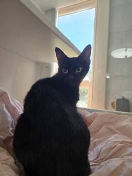Sidney -  Domestic Short Hair Cat for Adoption in Savannah, Georgia - Sidney | PetCurious