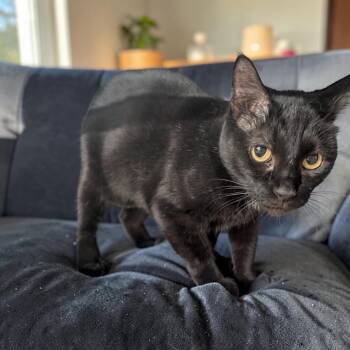 Gypsy -  Domestic Short Hair Cat for Adoption in Chuckey, Tennessee - Gypsy | PetCurious
